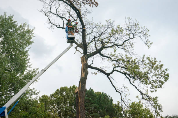 How Our Tree Care Process Works  in  Elm Grove, WI