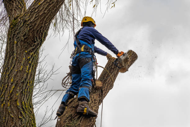 Best Tree Maintenance Programs  in Elm Grove, WI