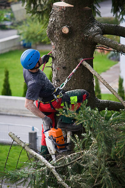 Lawn Renovation and Restoration in Elm Grove, WI